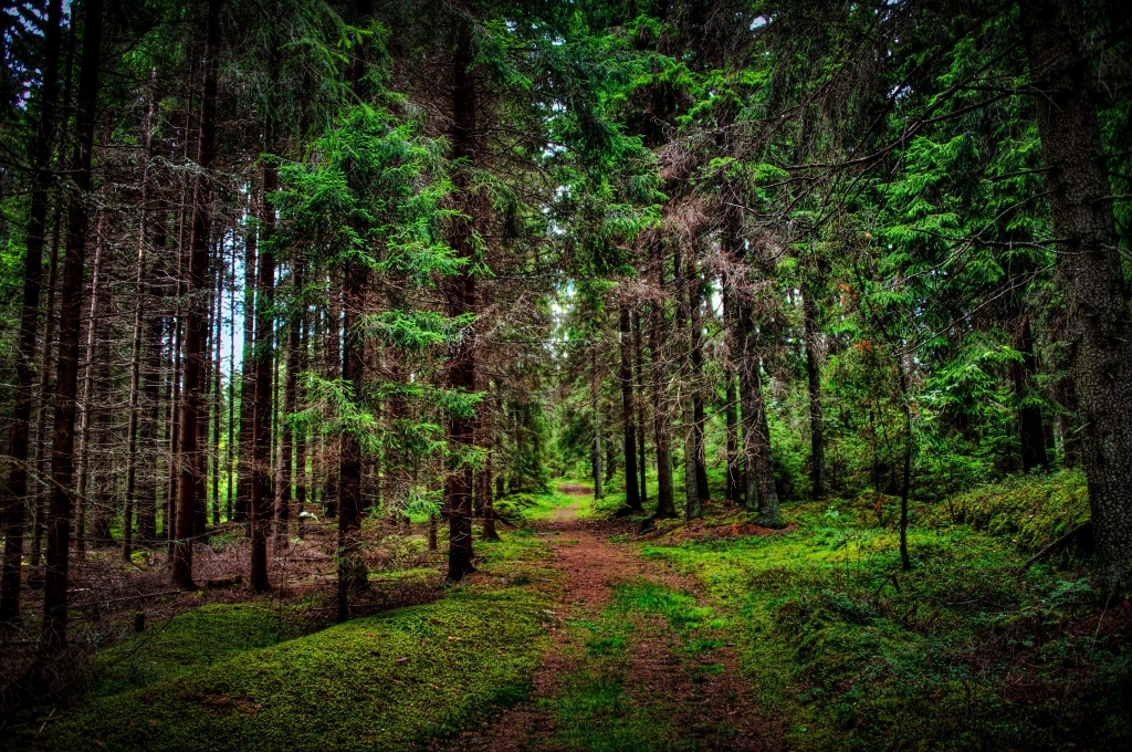 Forêt et Biodiversité